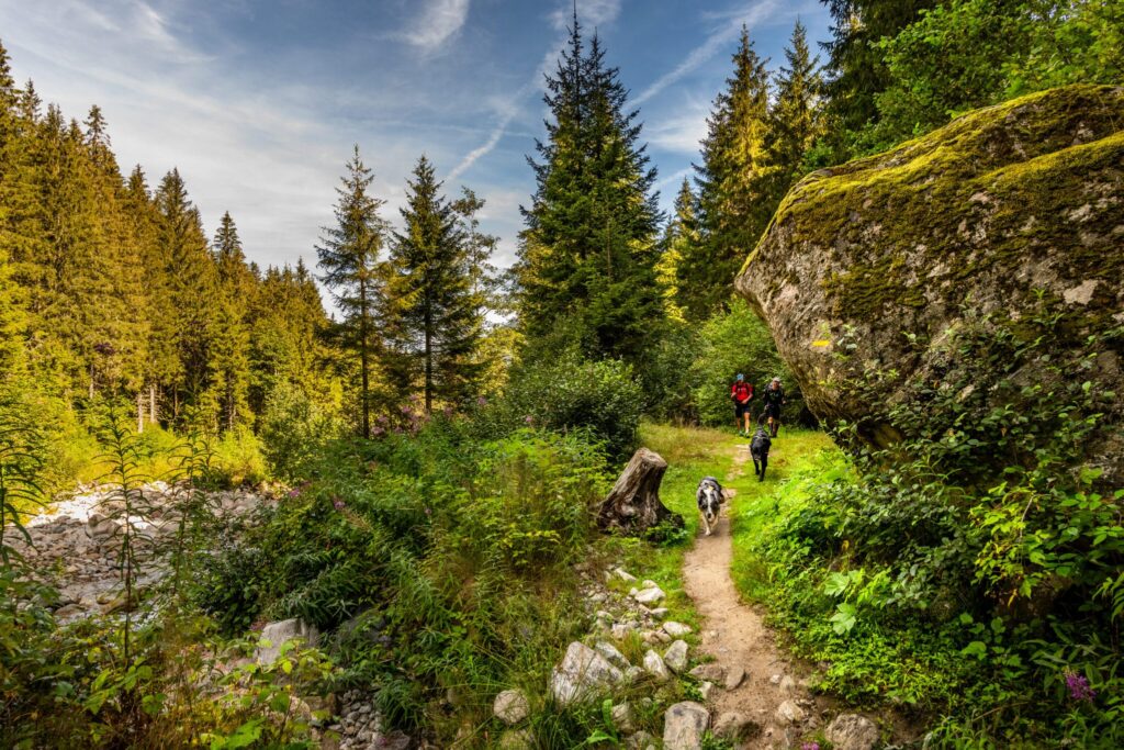 2020 08 19 Foret Belledonne Alain Douce.HD 54 1 Scaled