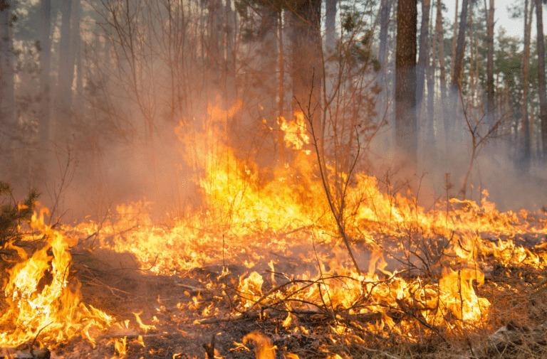 Lire la suite à propos de l’article La gestion forestière face au risque grandissant des incendies de forêt