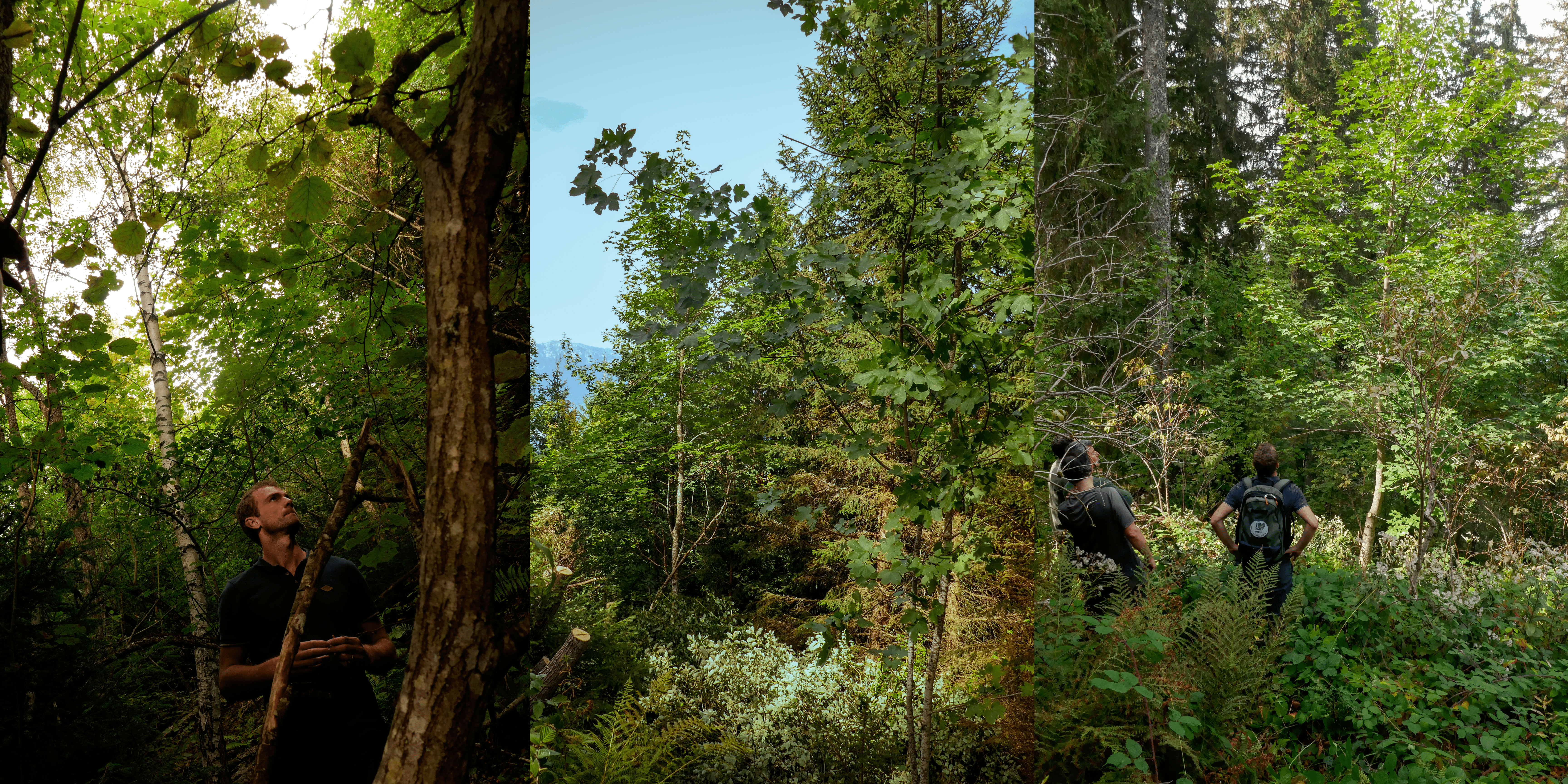 Lire la suite à propos de l’article Quels travaux dans les forêts du massif de Belledonne ?