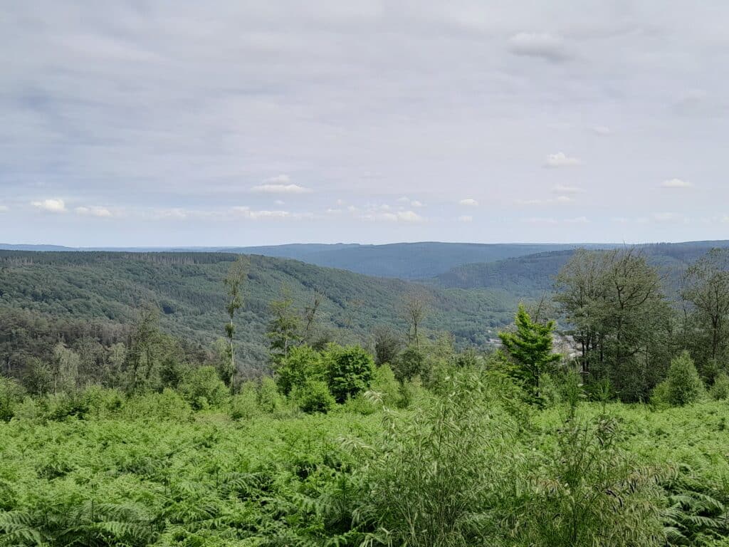 Forêts des Ardennes