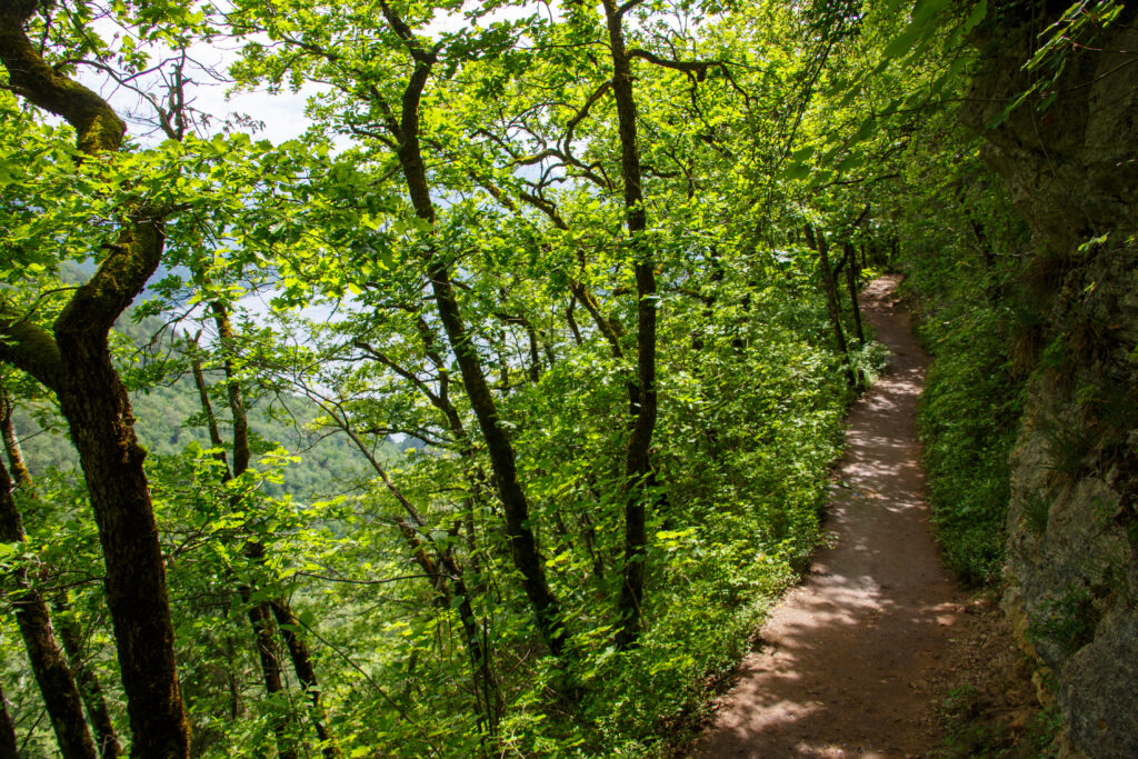 230522-Angon-foret-1 ©Jean-Marc Favre