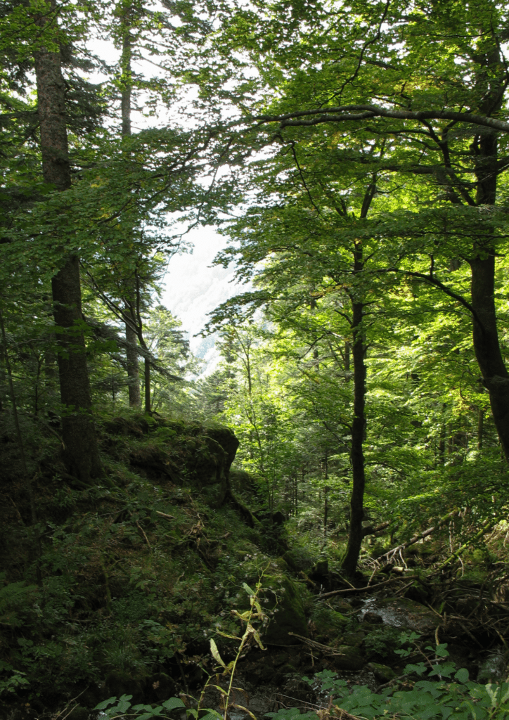 Forêts Meuse