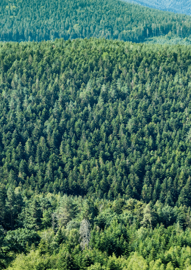 Forêts des Vosges