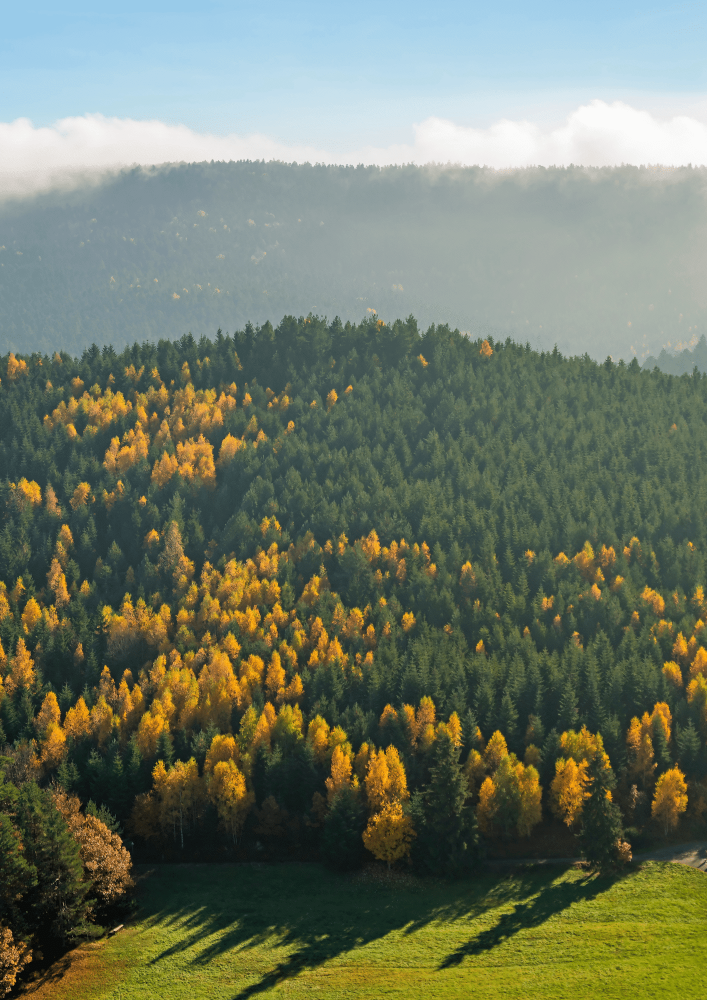 Forêts des Vosges