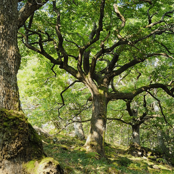 Chênes dans la forêt des Grands Causses