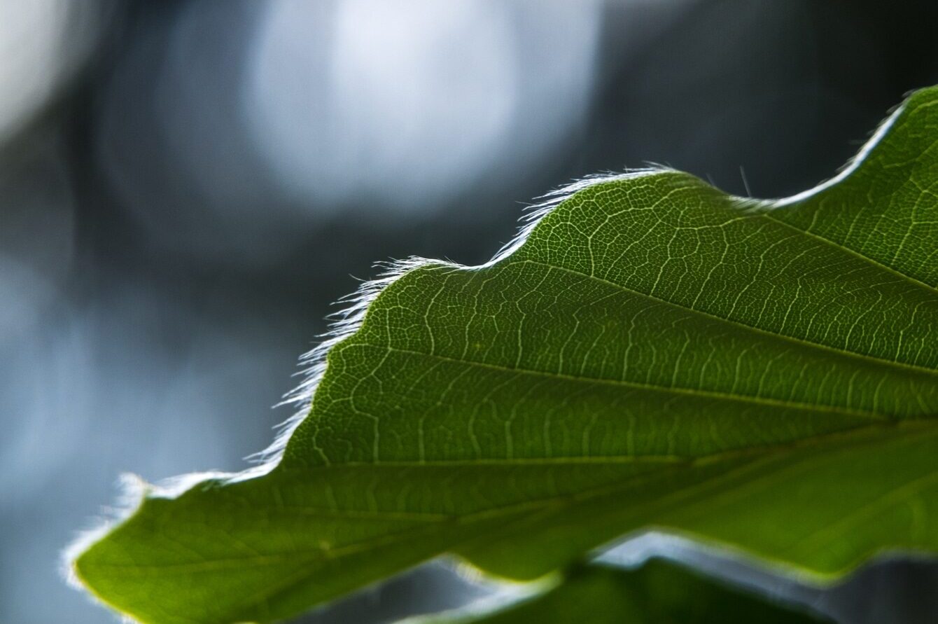 Détail d'une feuille