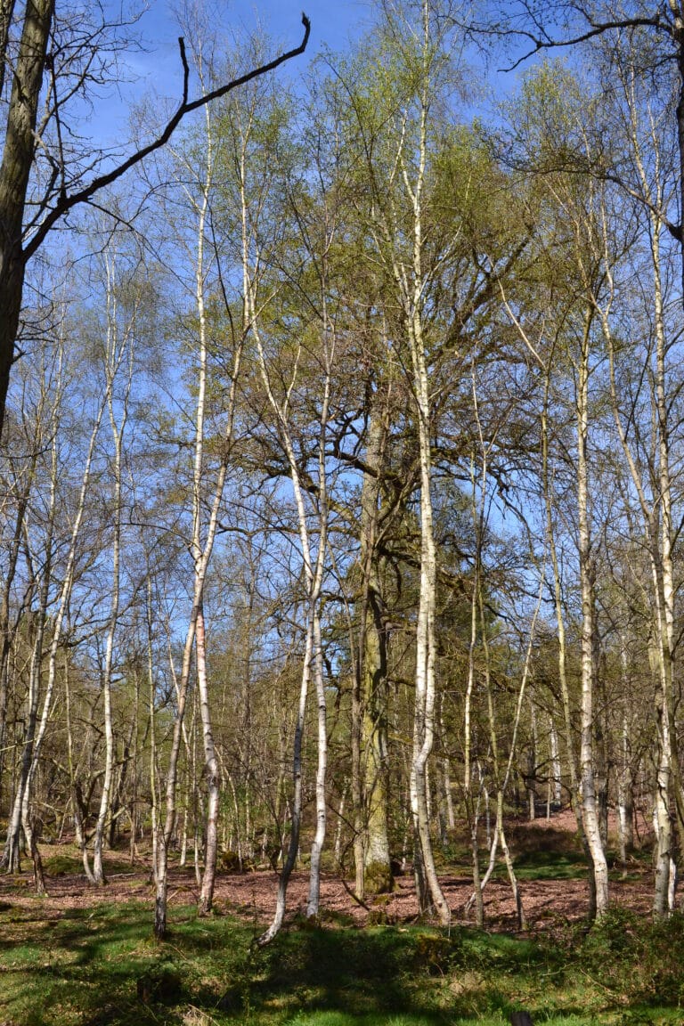 Forêts du PNR du Gâtinais français