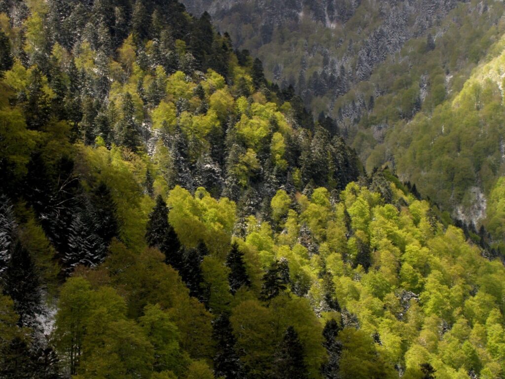 Forêts des Pyrénées Ariégeoises