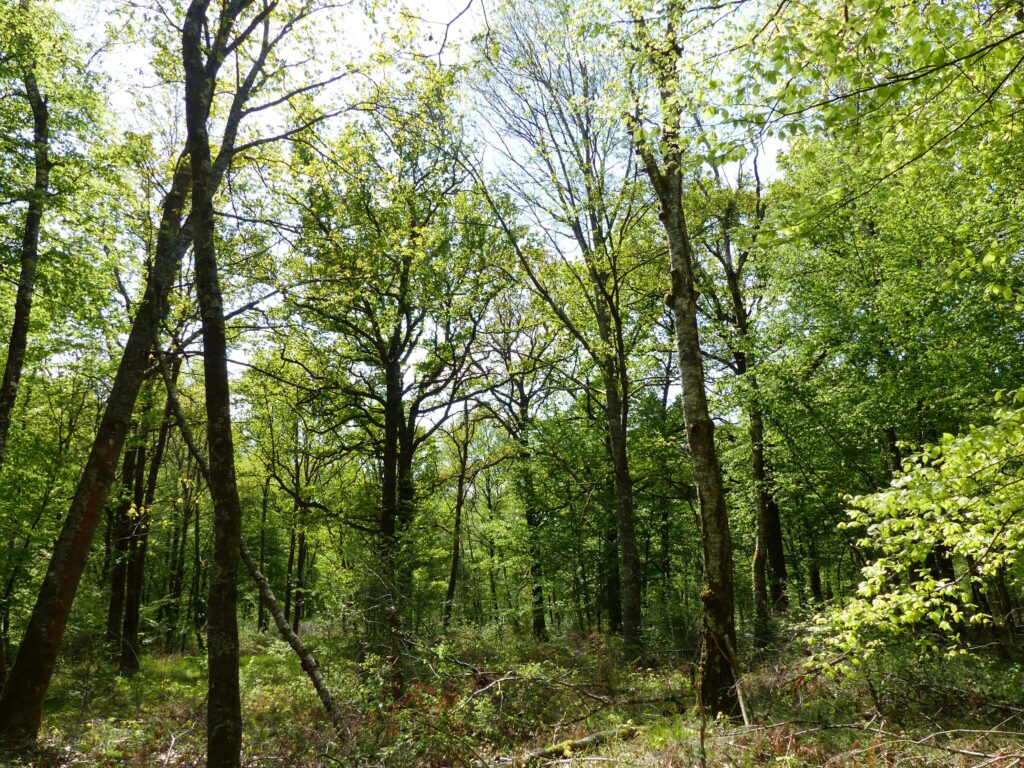 Forêts de Bourg-en-Bresse