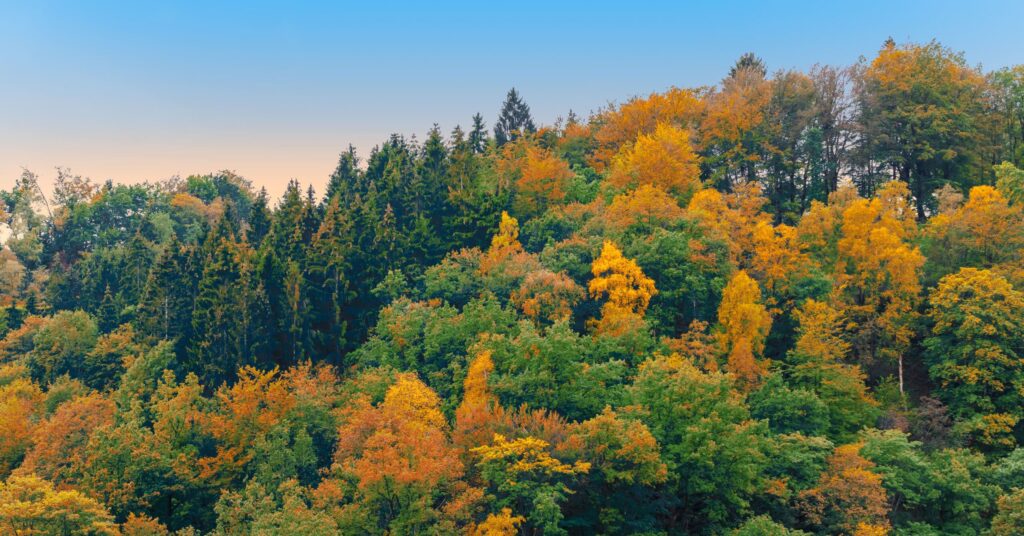 Forêt automnale des Ardennes