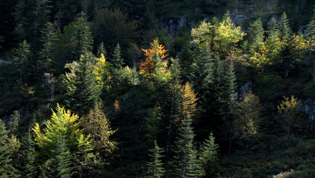 Forêts des Pyrénées Ariégeoises Sapiniere Automnale Aulus 1 Scaled