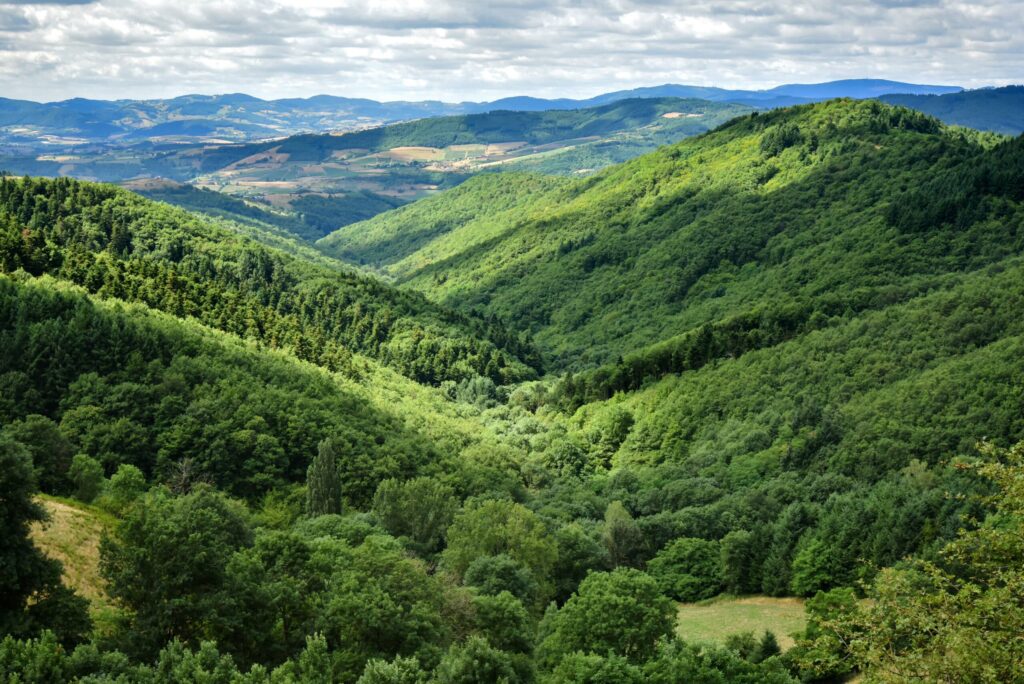 Paysage Forestier Credit Photo Maxime Bouchard OT Anse Scaled (1)