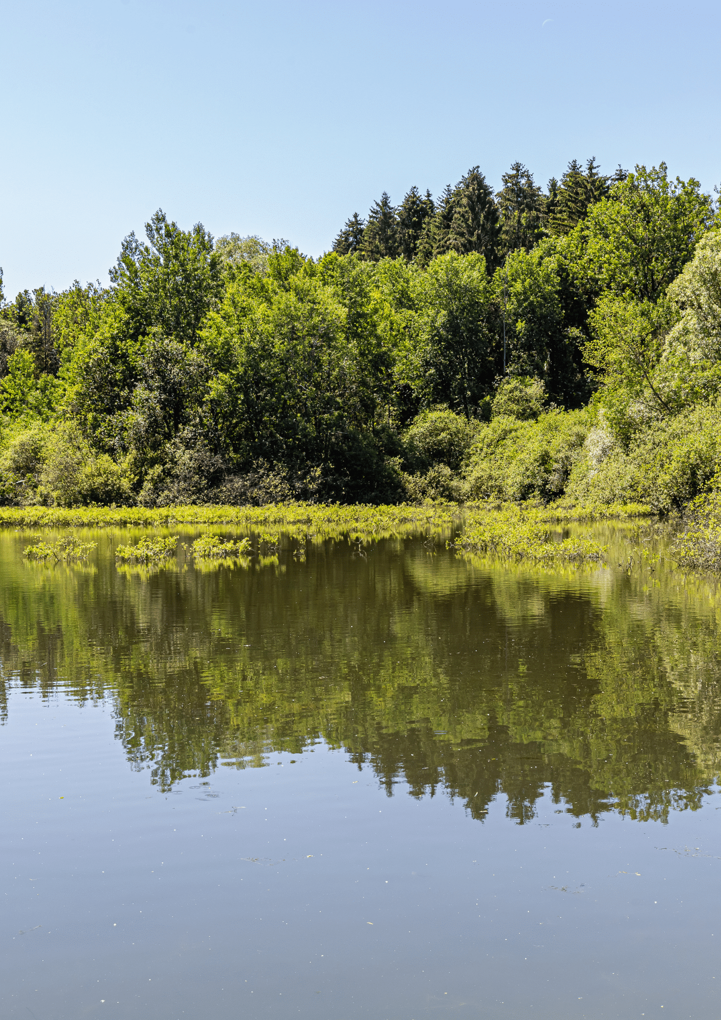 Forêts Lorraine