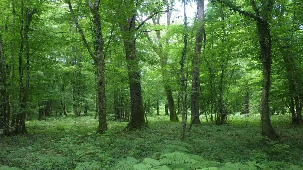 Les forêts de la Dombes, chenaie et hetraie