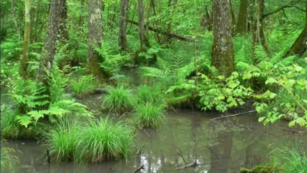 Les forêts de la Dombes, forêt humide