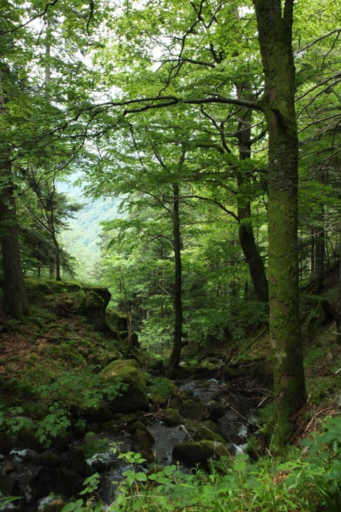 Forêt des Vosges