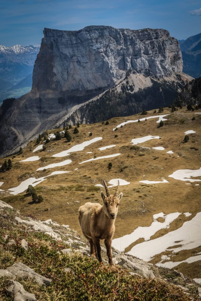 Bouquetin des Alpes dans le massif du Vercors