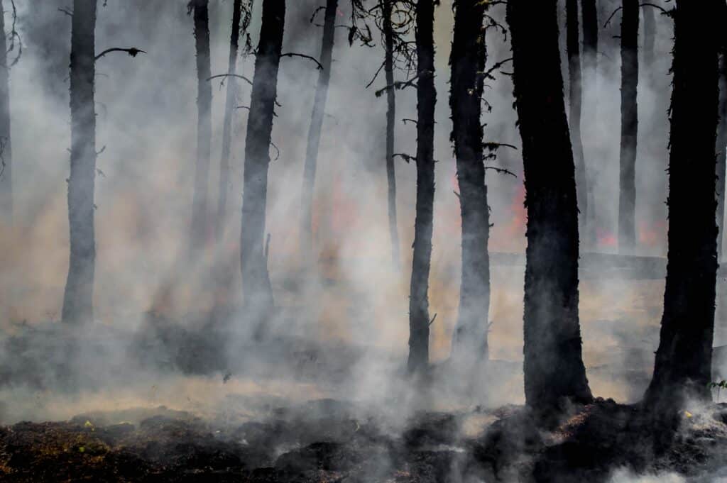 Forêt brulée suite à un incendie