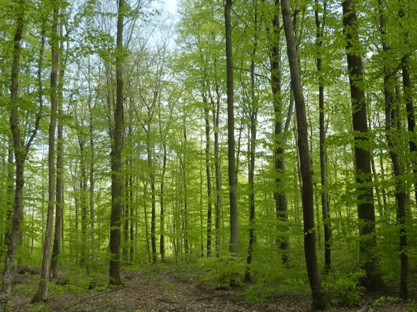 Terres De Lorraine