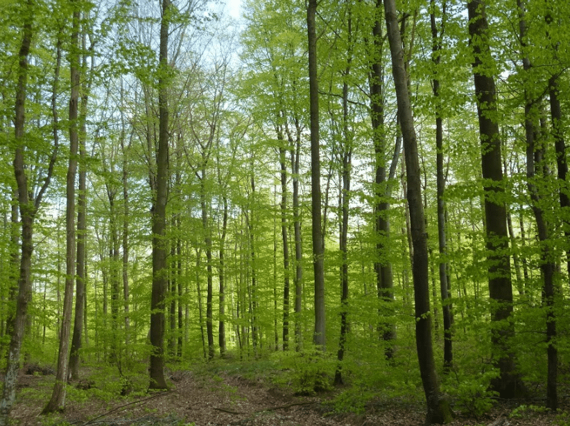 Forêts Pays Terres de Lorraine